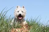 WESTIE 213